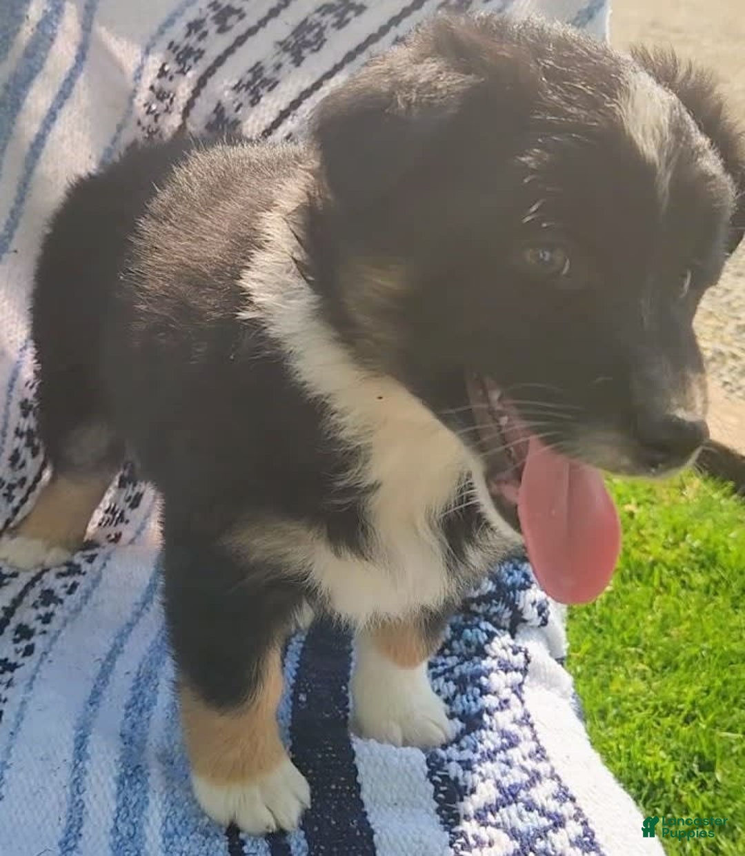 Australian Shepherd dogs for sale: Sophie - Image 7