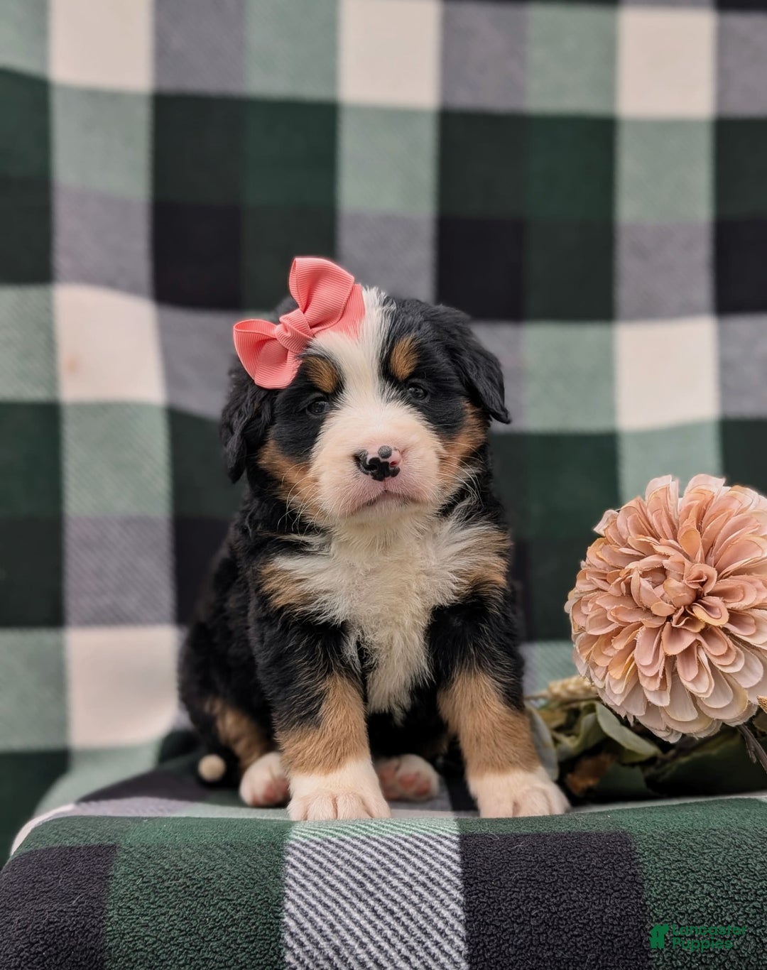 Bernese Mountain Dog dogs for sale: Emilee - Image 12