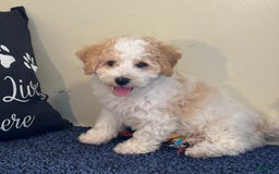 Cavachon dogs for sale: Asher - Image 1