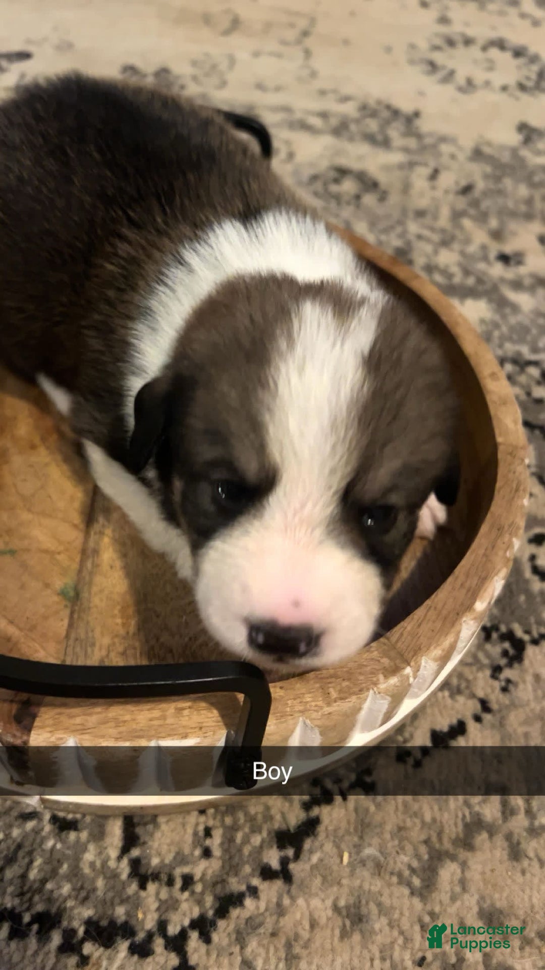 Bernese Mountain Dog dogs for sale: Grizzly - Image 1