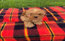 Cavachon dogs for sale: Sammy - Image 8
