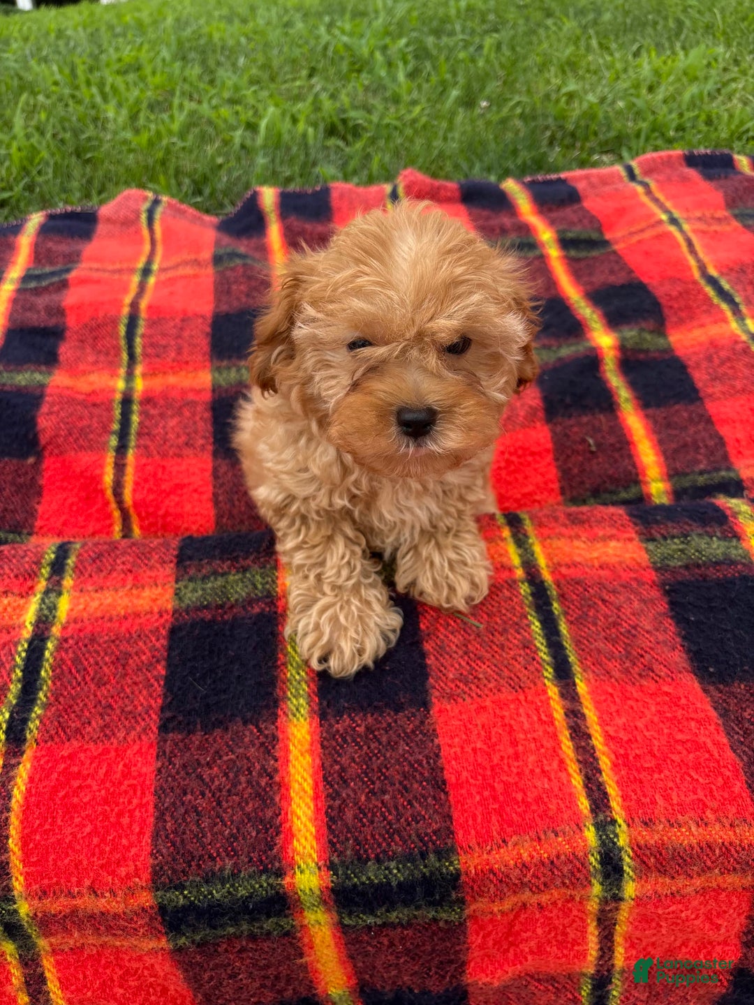 Cavachon dogs for sale: Sammy - Image 8