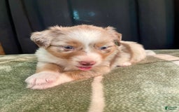 Australian Shepherd dogs for sale: Sandy - Image 4