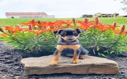 Miniature Pinscher dogs for sale: Rosie - Image 3