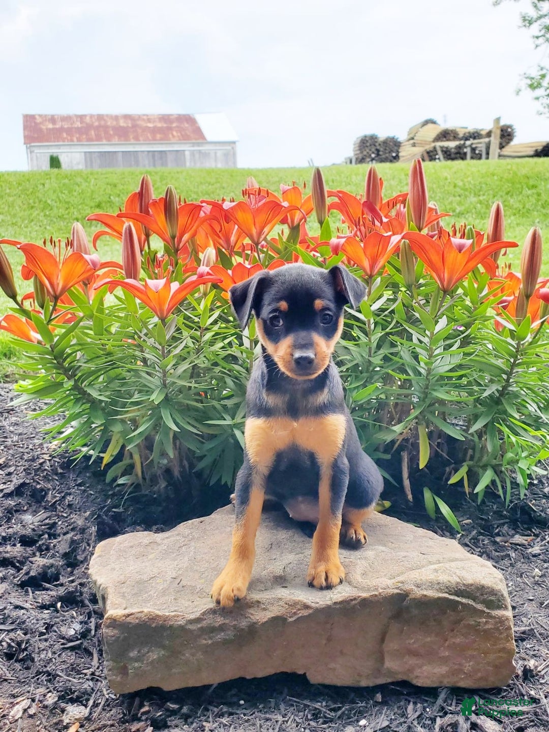 Miniature Pinscher dogs for sale: Rosie - Image 3