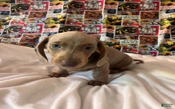 Dachshund dogs for sale: Chewy - Image 1