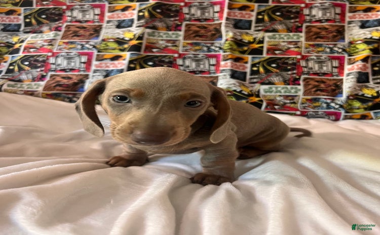 Dachshund dogs for sale - Ad 1