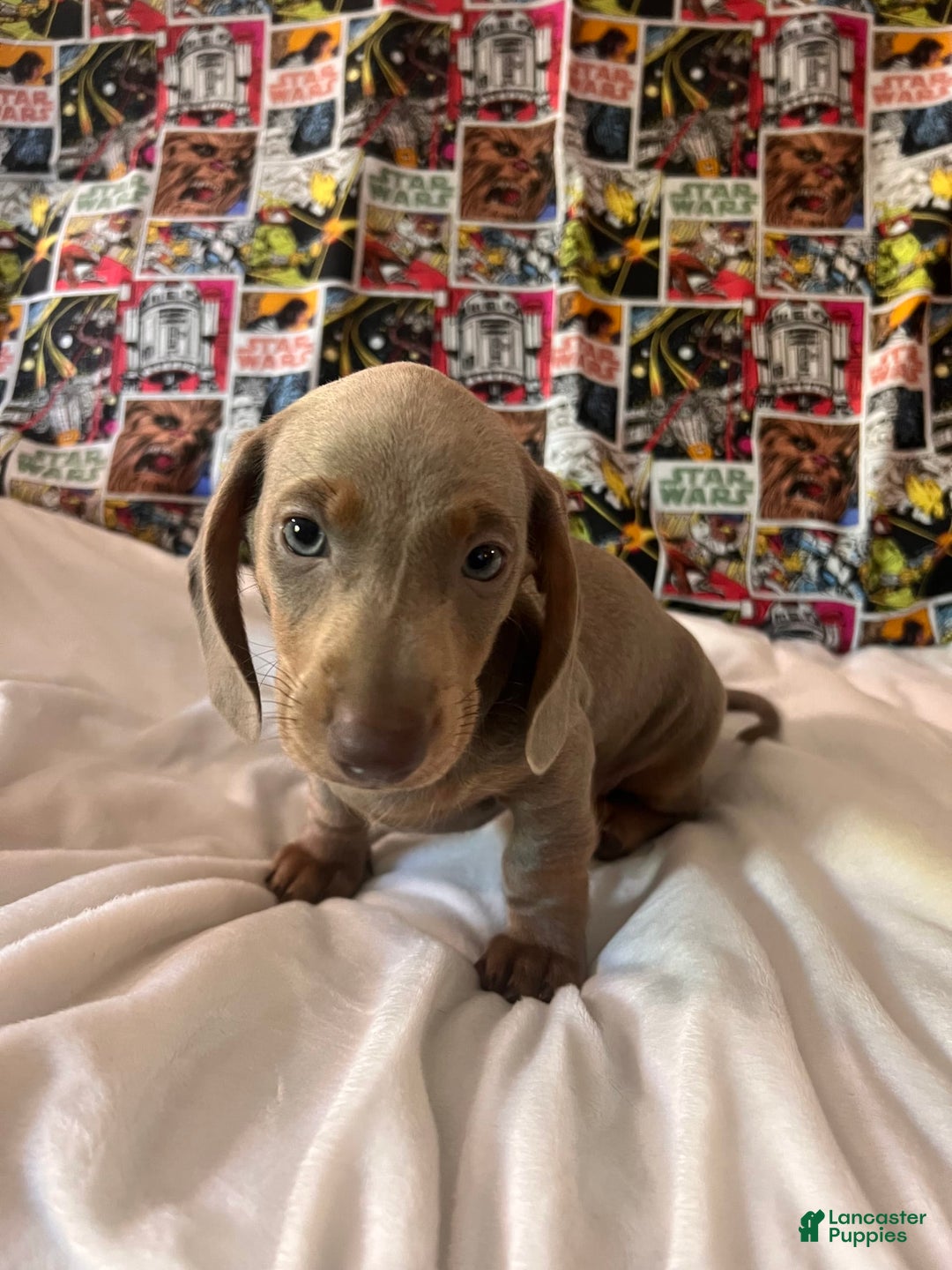 Dachshund dogs for sale: Chewy - Image 1