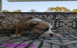 American Bulldog dogs for sale: Female 2 - Image 1