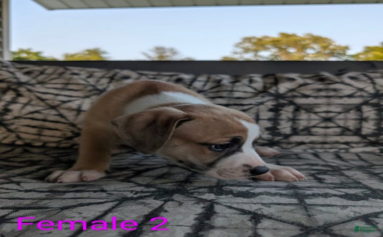 American Bulldog dogs - Advert 12