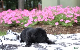 Newfoundland dogs for sale: Bear - Image 2