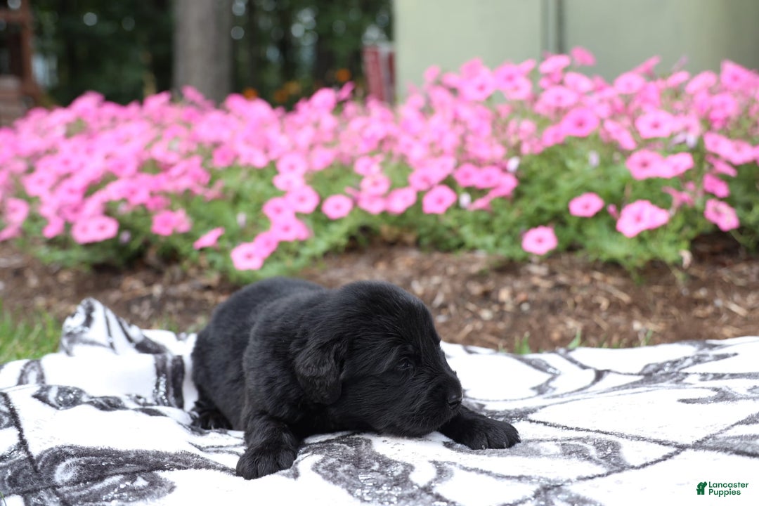 Newfoundland dogs for sale: Bear - Image 2