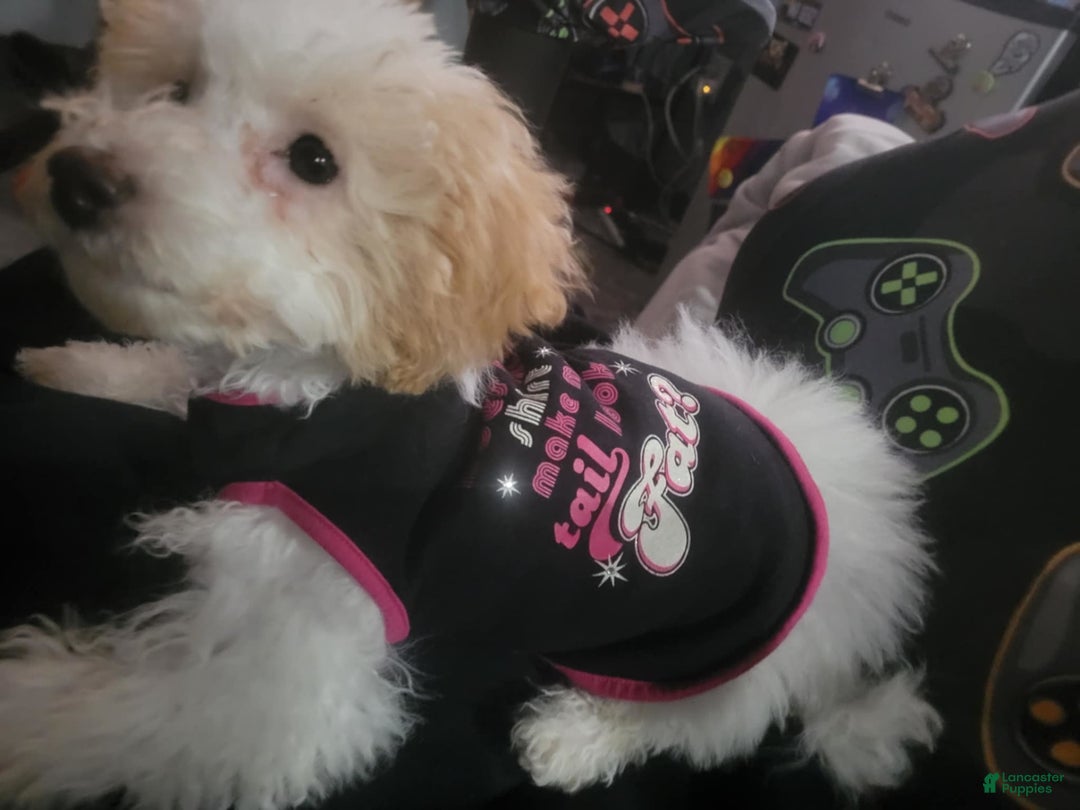 Toy Poodle dogs for sale: Nala - Image 1