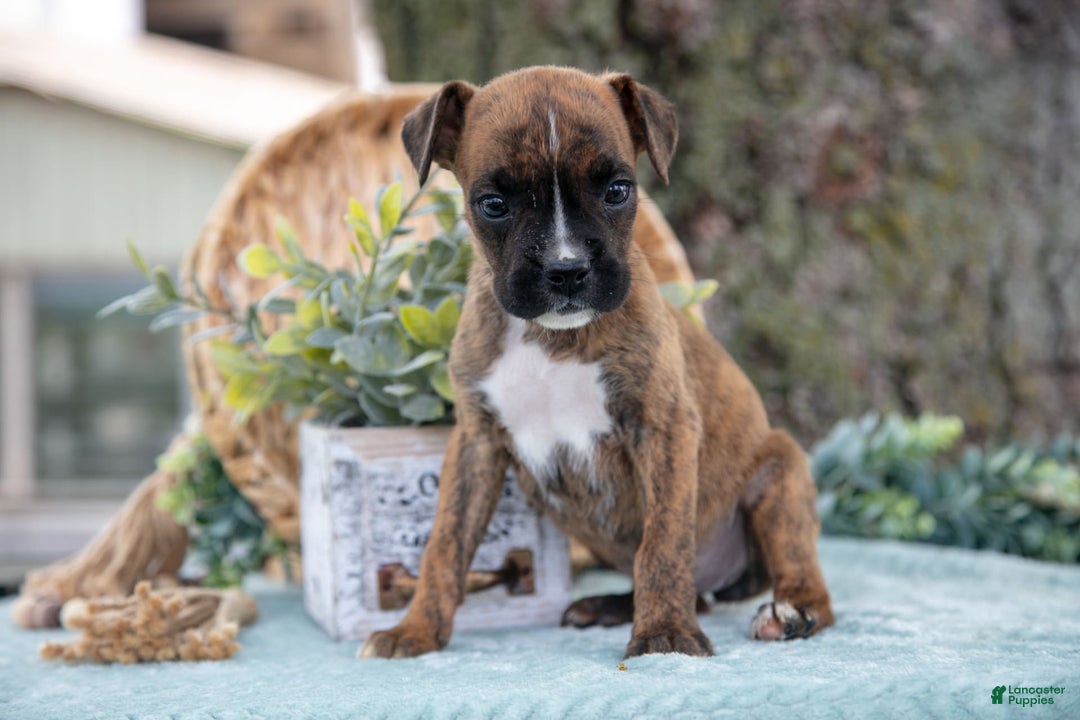 Boxer dogs for sale: Frida - Image 5