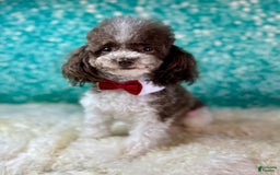 Toy Poodle dogs for sale: Lil Joey! - Image 8
