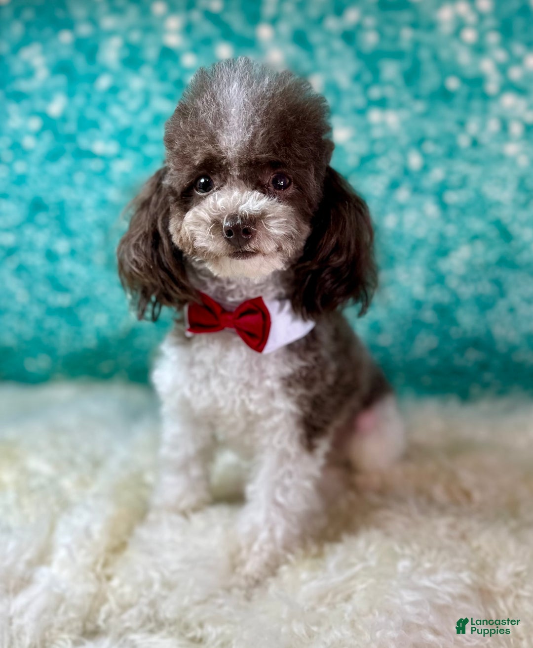 Toy Poodle dogs for sale: Lil Joey! - Image 8