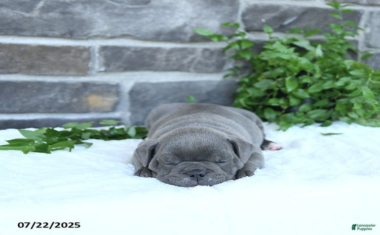 Olde English Bulldogge dogs for sale - Ad 5