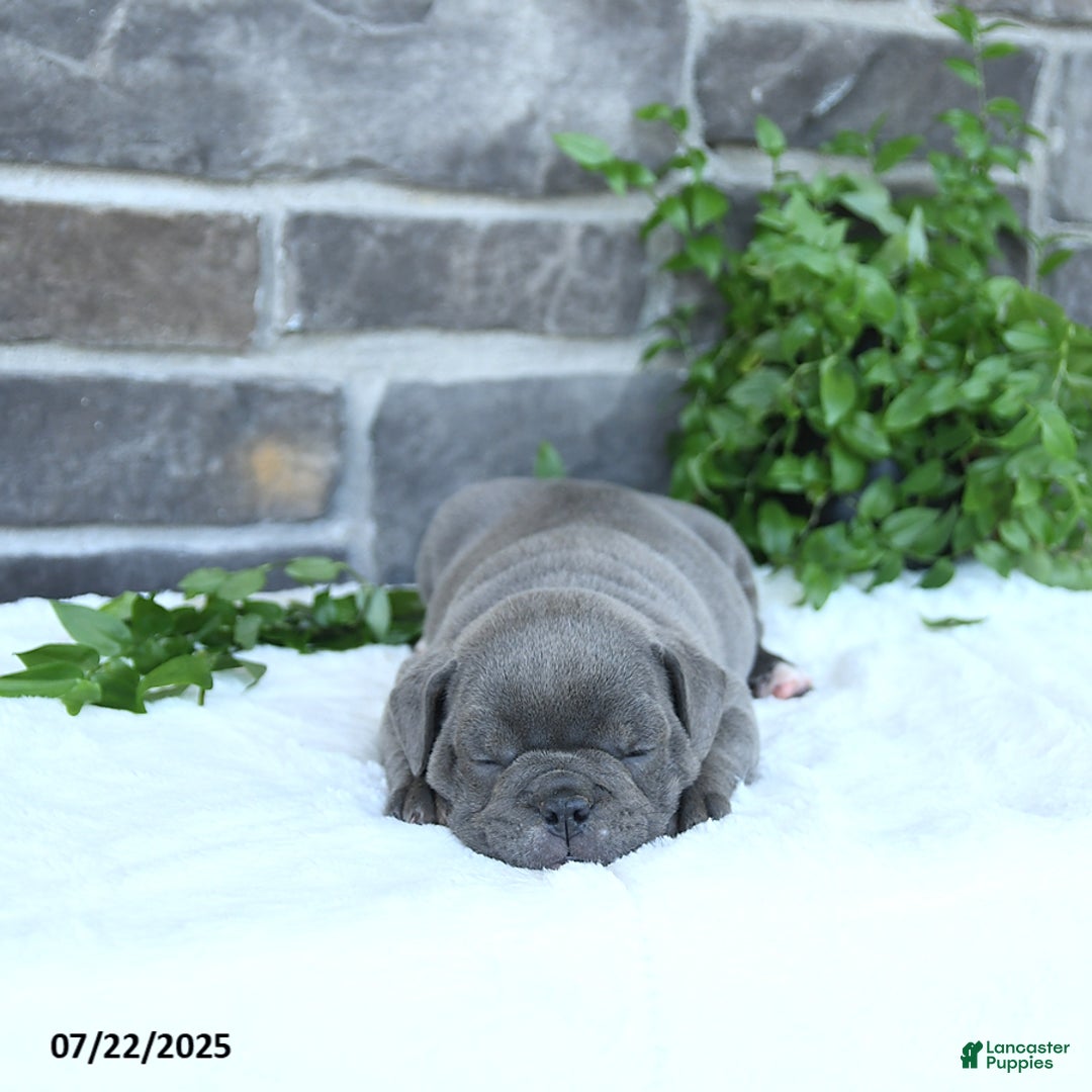 Olde English Bulldogge dogs for sale: Chelsea - Image 1