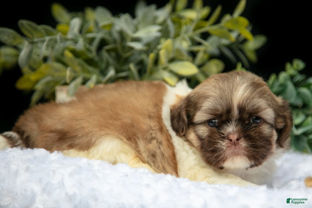 Shih Tzu dogs for sale: Austin - Image 4