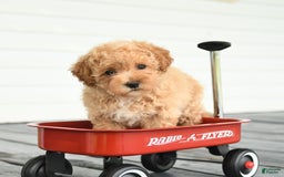 Maltipoo dogs for sale: Ruby - Image 1