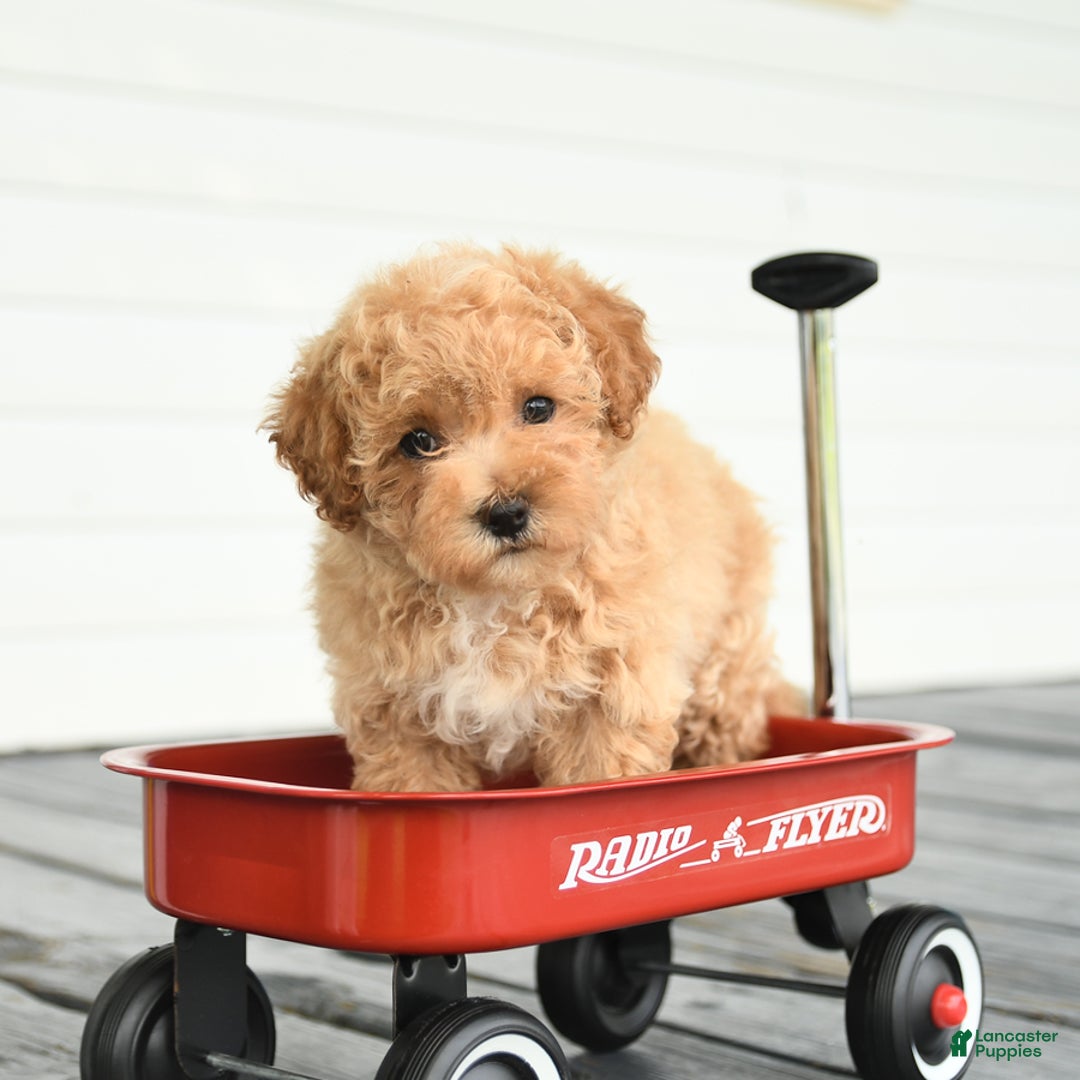 Maltipoo dogs for sale: Ruby - Image 1