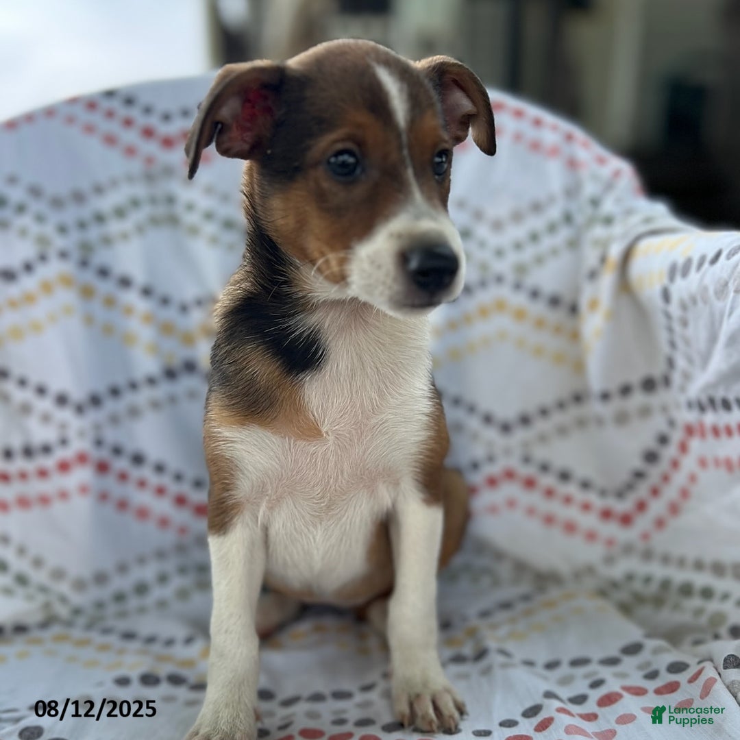 Jack Russell Terrier dogs for sale: Trixie - Image 1
