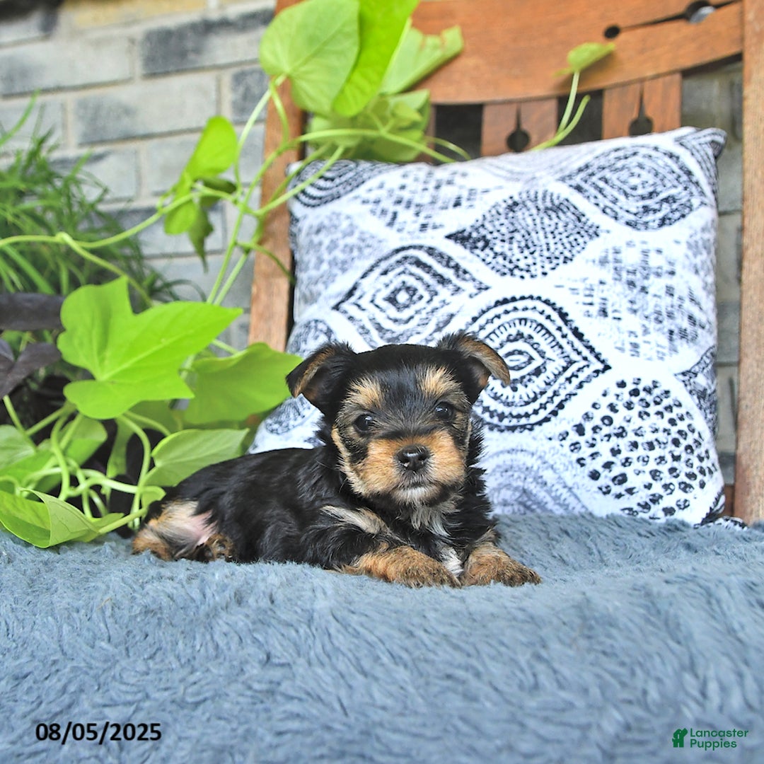 Yorkshire Terrier dogs for sale: Rosie - Image 4