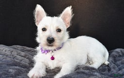 West Highland Terrier dogs for sale: Ollie - Image 1
