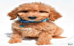 Mini Goldendoodle dogs for sale: Tessa - Image 6