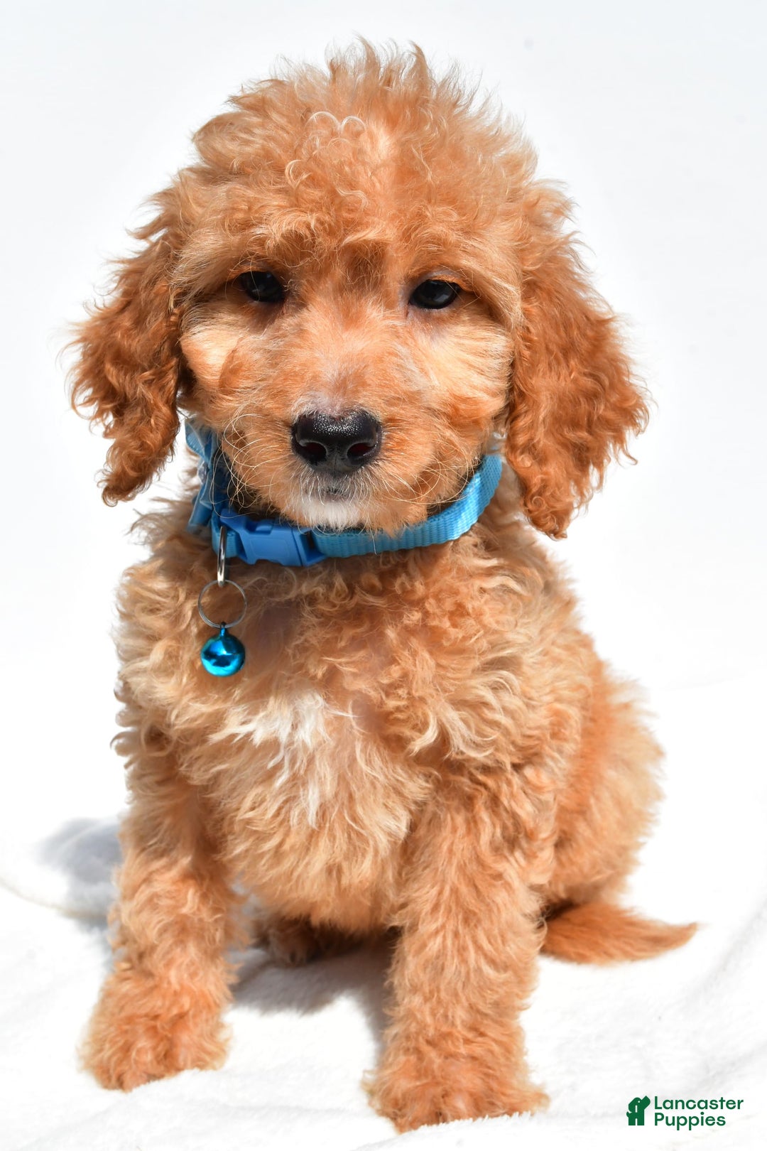 Mini Goldendoodle dogs for sale: Tessa - Image 6