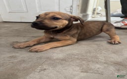 South African Boerboels dogs for sale: Nova - Image 1