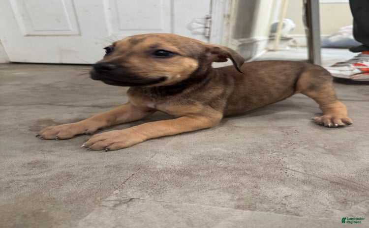 South African Boerboels dogs for sale - Ad 2