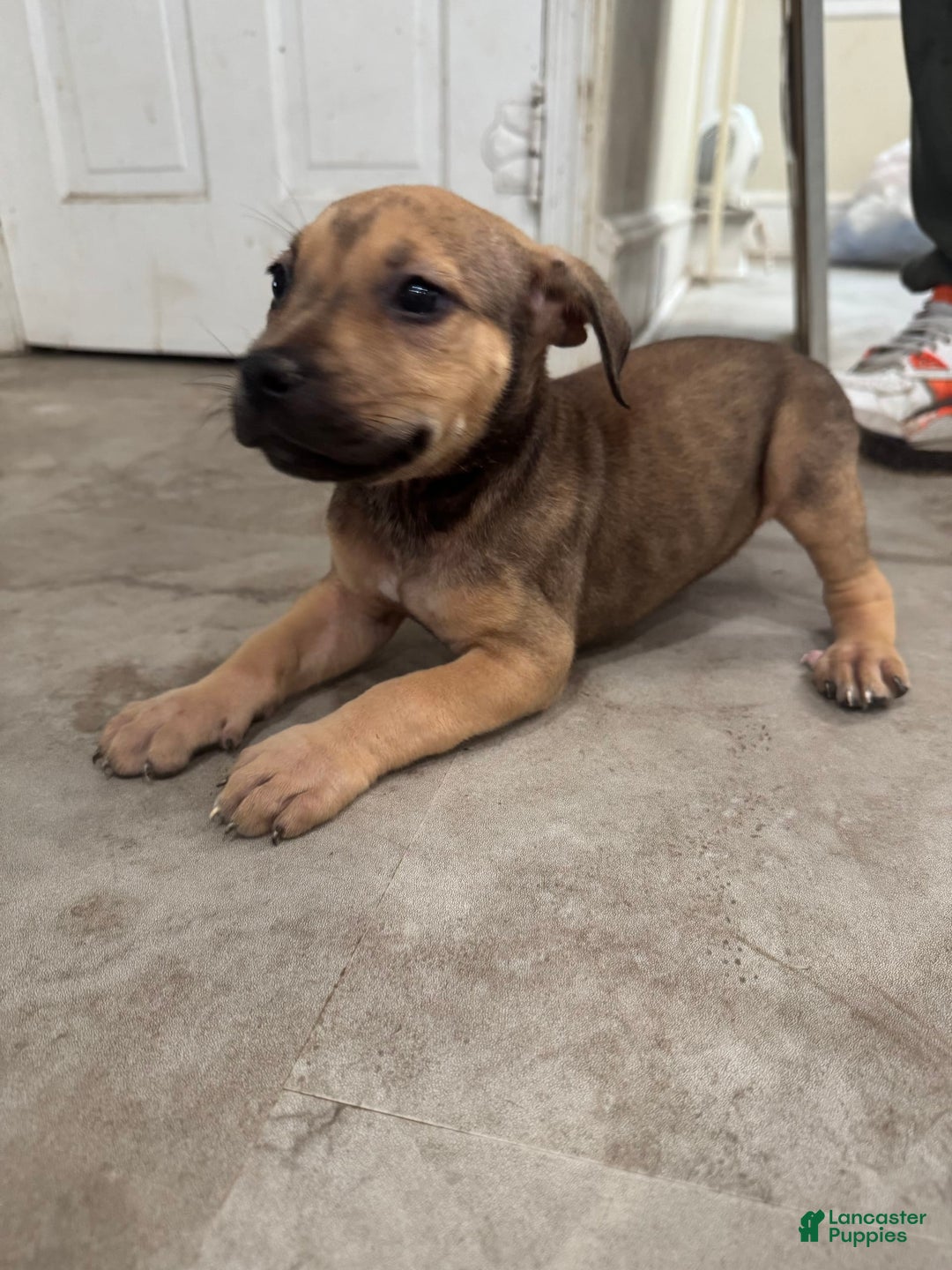 South African Boerboels dogs for sale: Nova - Image 1
