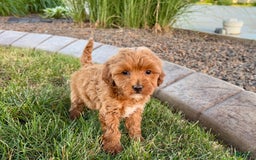 Cavapoo dogs for sale: Karla - Image 3