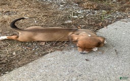 Miniature Dachshund dogs for sale: John - Image 4