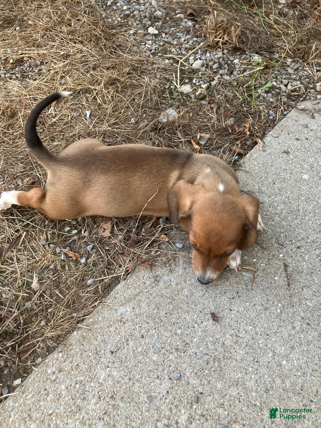 Miniature Dachshund dogs for sale: John - Image 4