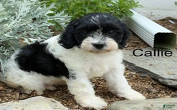 Cavapoo dogs for sale: Callie - Image 6