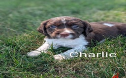 English Springer Spaniel dogs for sale: Charlie - Image 1