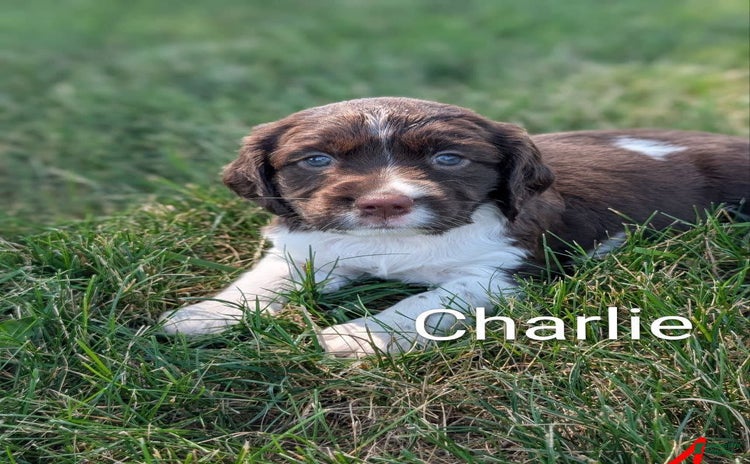 English Springer Spaniel dogs for sale - Ad 1