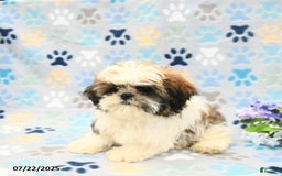 Shih Tzu dogs for sale: Paddington - Image 8
