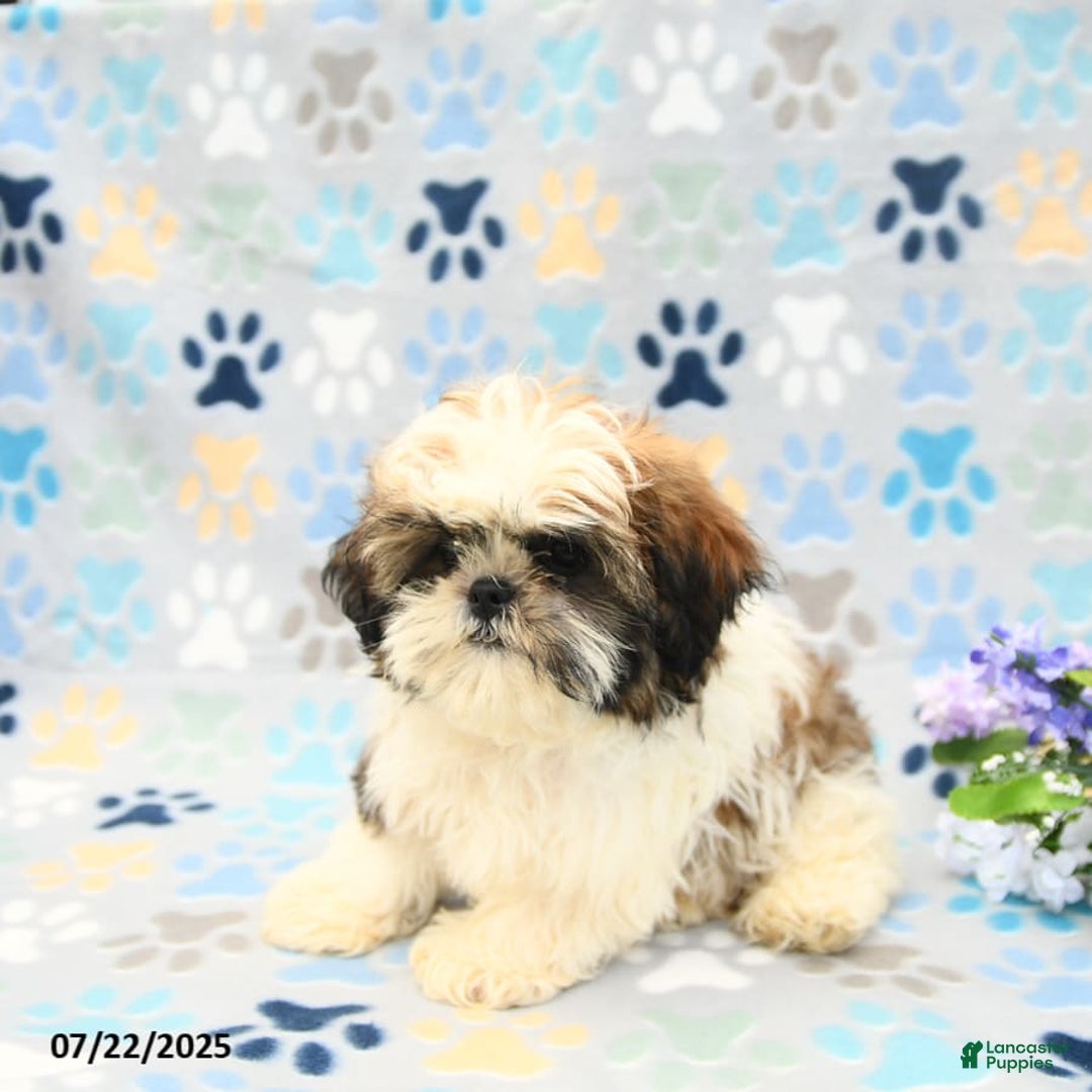 Shih Tzu dogs for sale: Paddington - Image 8