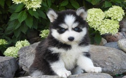 Pomsky dogs for sale: Ashley - Image 2