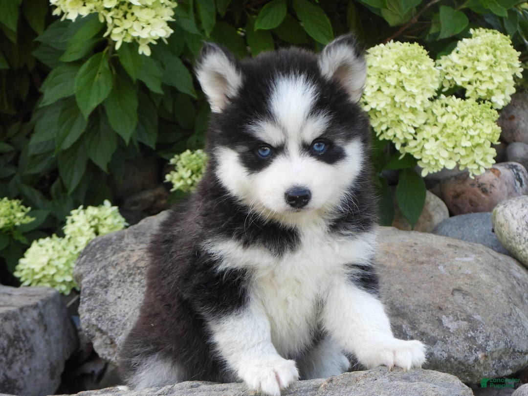 Pomsky dogs for sale: Ashley - Image 2