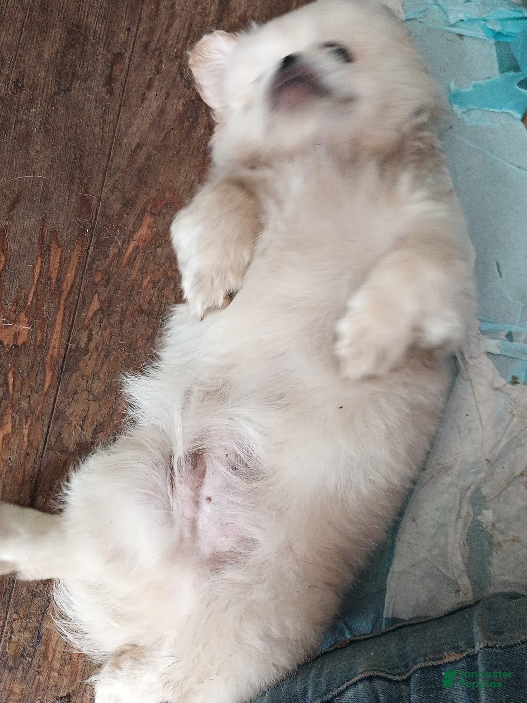 Pekingese dogs for sale: Aspen - Image 3