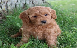 Mini Goldendoodle dogs for sale: Arlena - Image 4