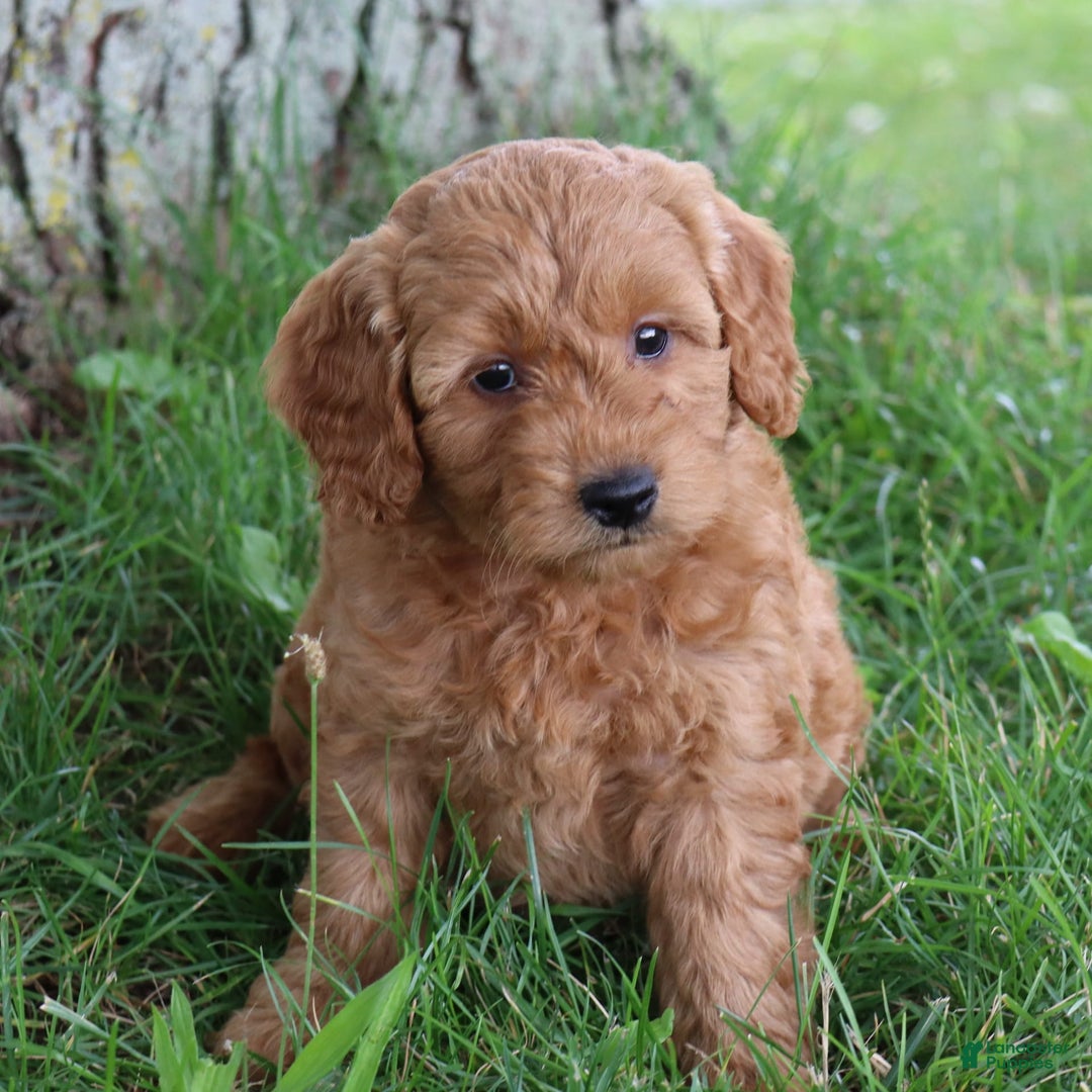 Mini Goldendoodle dogs for sale: Arlena - Image 4