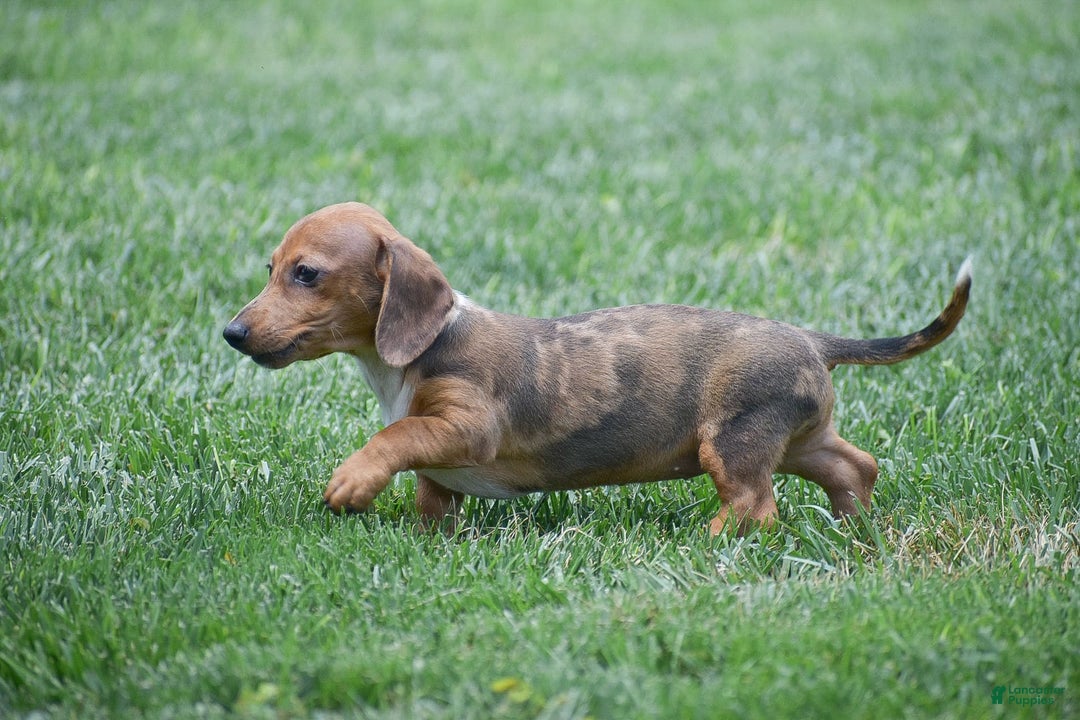 Dachshund dogs for sale: Willow - Image 7