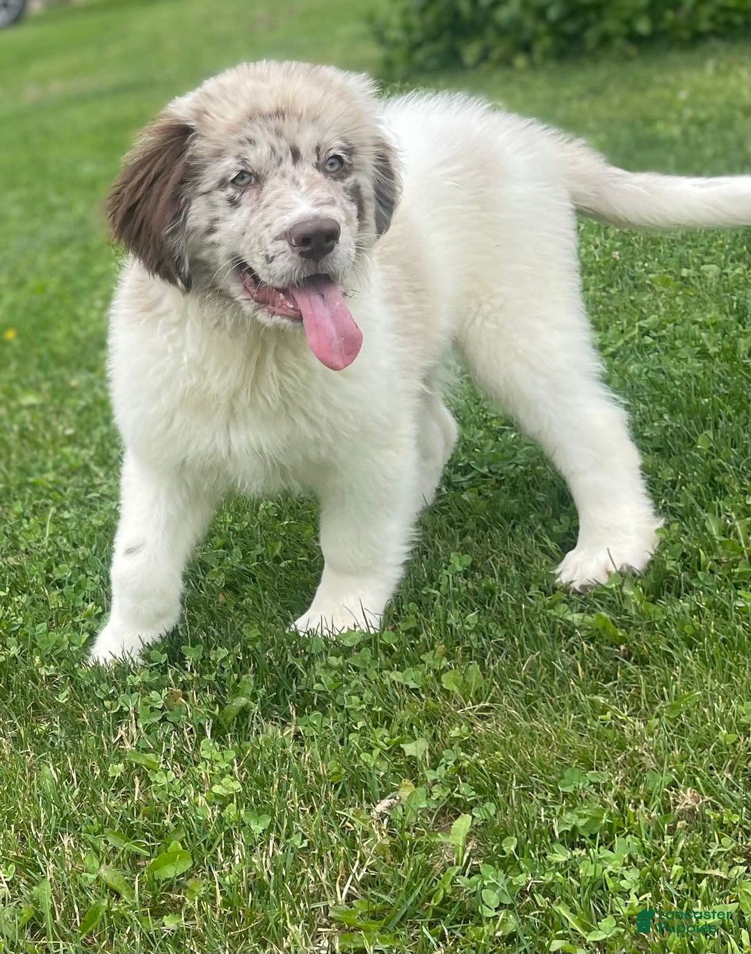 Newfoundland dogs for sale: Skipper Ofa Dna - Image 1