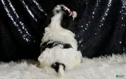 Cavapoo dogs for sale: Mindy - Image 6
