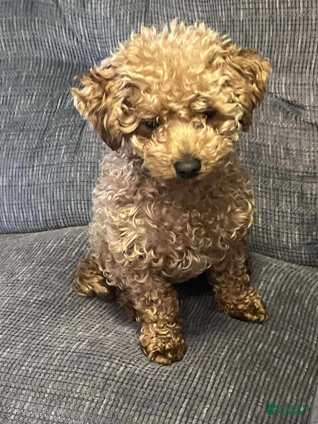 Toy Poodle dogs for sale: Lady red - Image 1